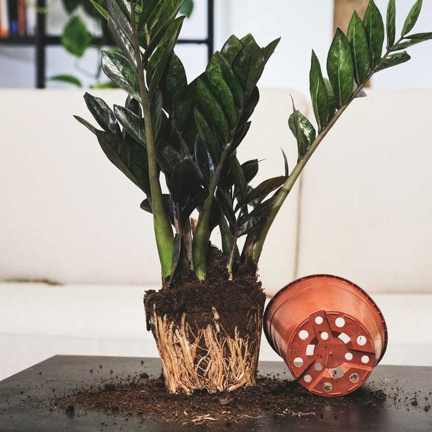 How Long Does Plant Shock Last?