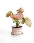 Syngonium Pink Plant NZ