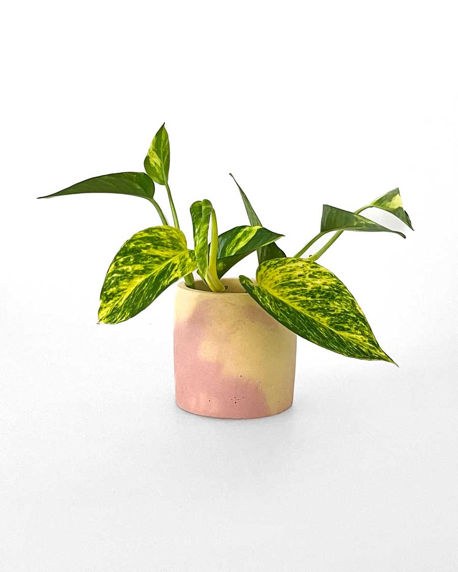 Small Marble Flower Pot Small Marble Flower Pot