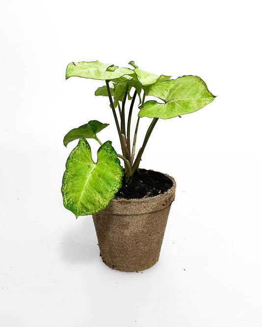 Syngonium Green - Indoor Plant
