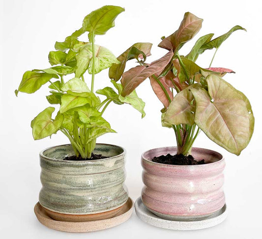 Top 6 Houseplants for Air Purification
