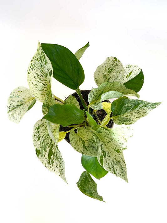 How To Propagate a Marble Queen Pothos