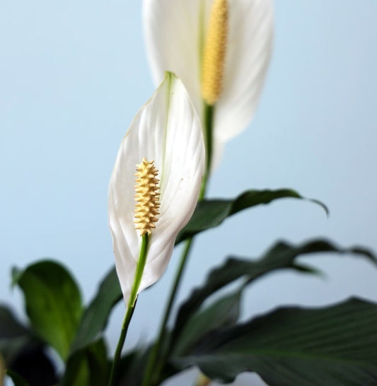 Peace Lily care 