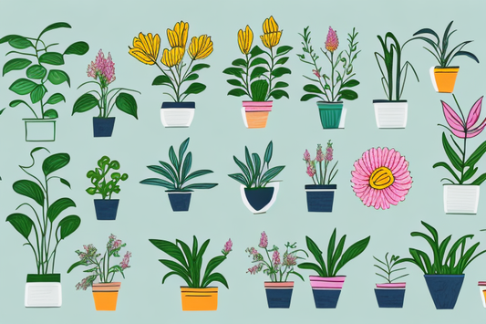 10 Indoor Flowering Plants to Brighten Up Your Space All Year Round