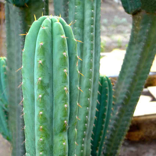 san pedro cactus care