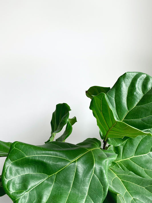 Fiddle Leaf Fig (Ficus Lyrata) Plant Care Guide