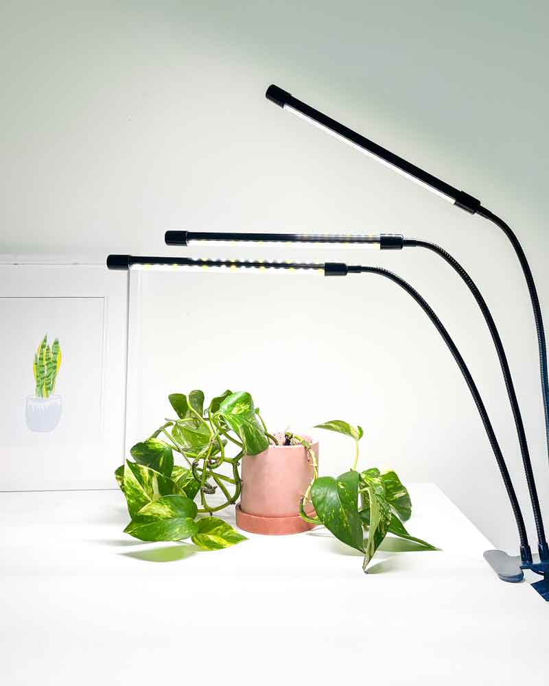 LED Grow Lights NZ Plant Grow Lights