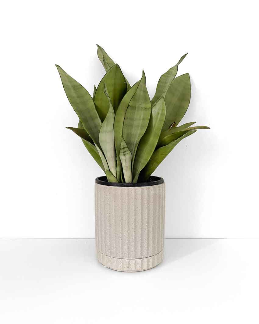 Medium Stone Plant Pot