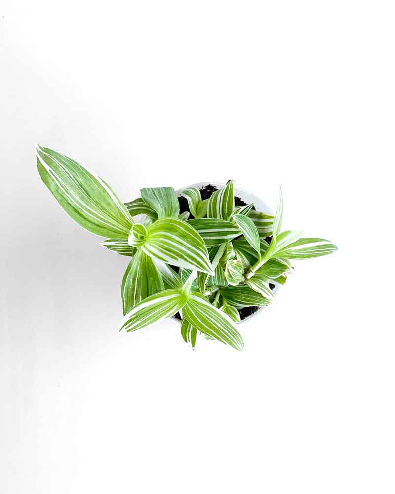 Tradescantia Albiflora - Indoor Plants