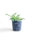 Tradescantia Albiflora - Indoor Plants