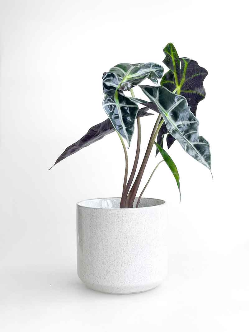 Alocasia Polly - indoor plants nz