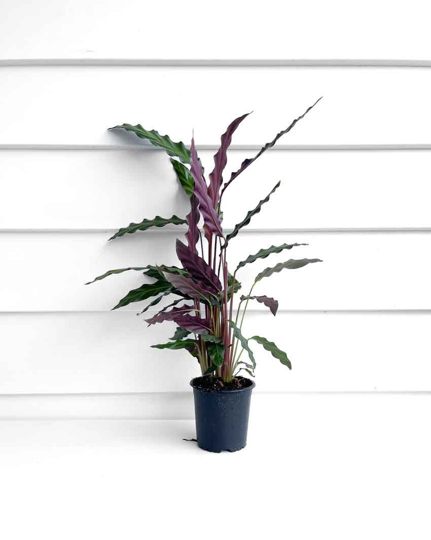 Calathea Plant