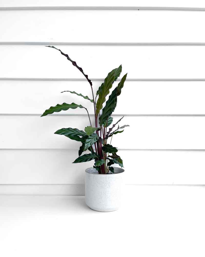 Calathea Rufibarba - Indoor Plant