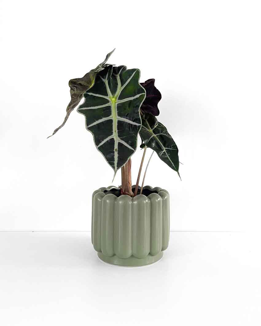 Green Indoor Plant Pot