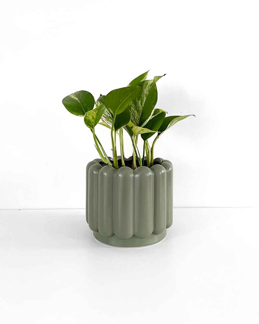 Green Indoor Plant Pot