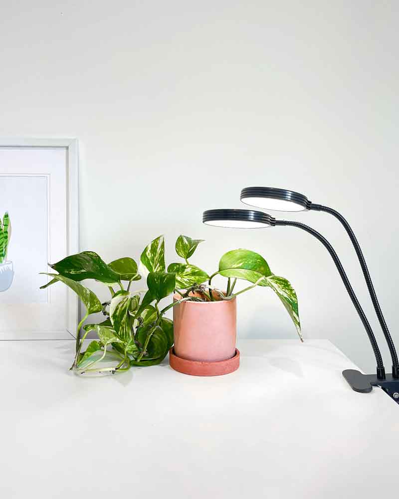 LED Grow Lights NZ Plant Grow Lights