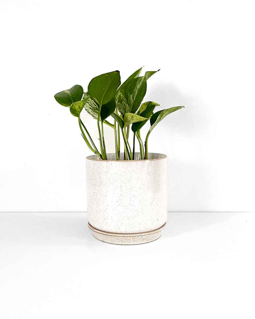 Sand Medium Planter