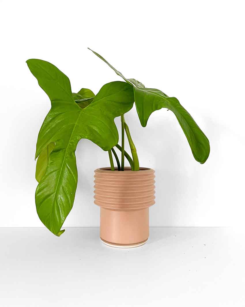 Tall Pink Planter