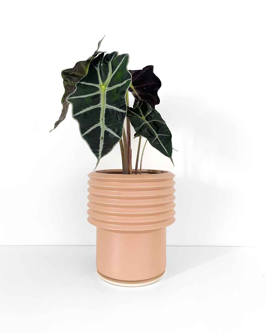 Tall Pink Planter