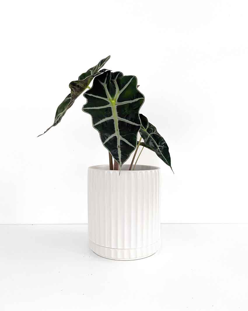 Large White Plant Pot