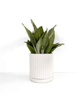 Large White Plant Pot