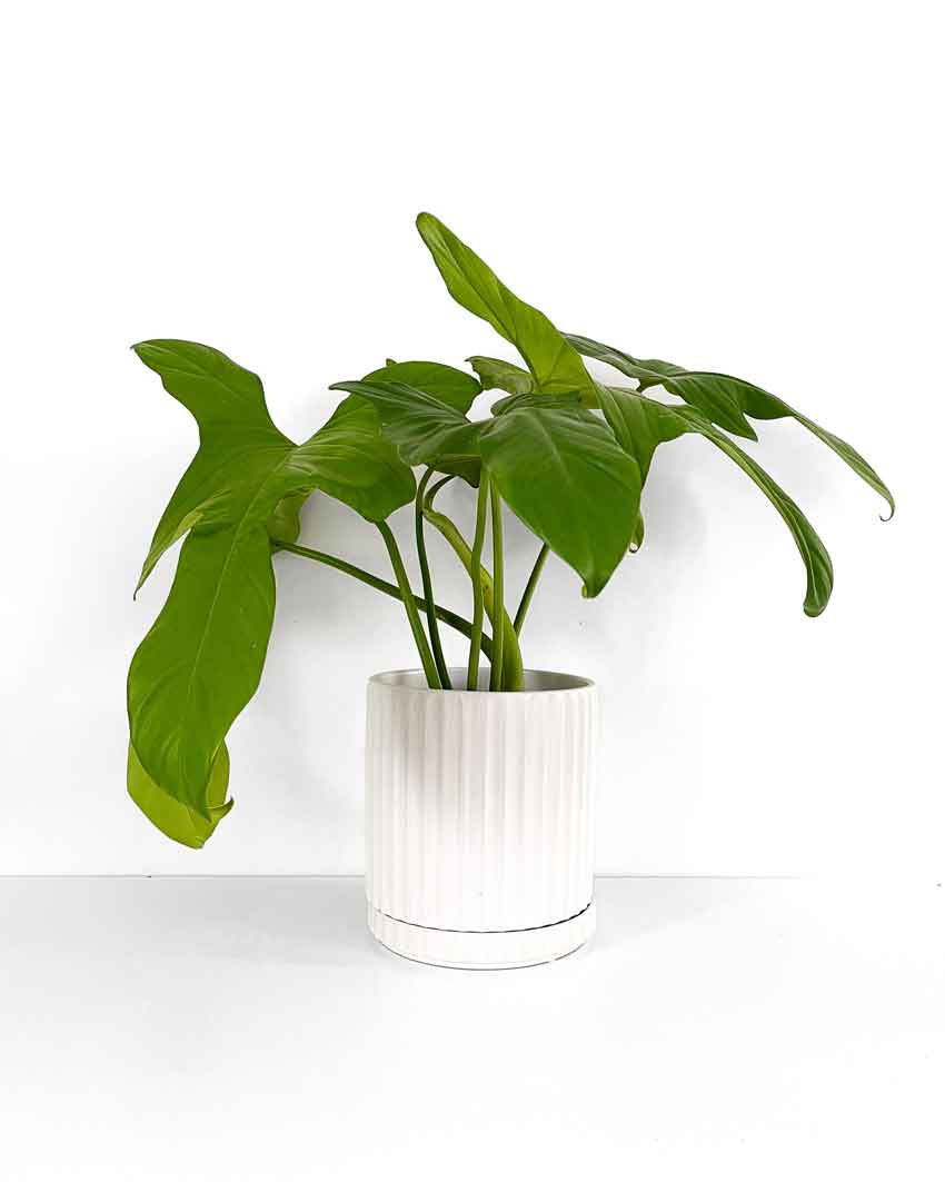 Large White Plant Pot