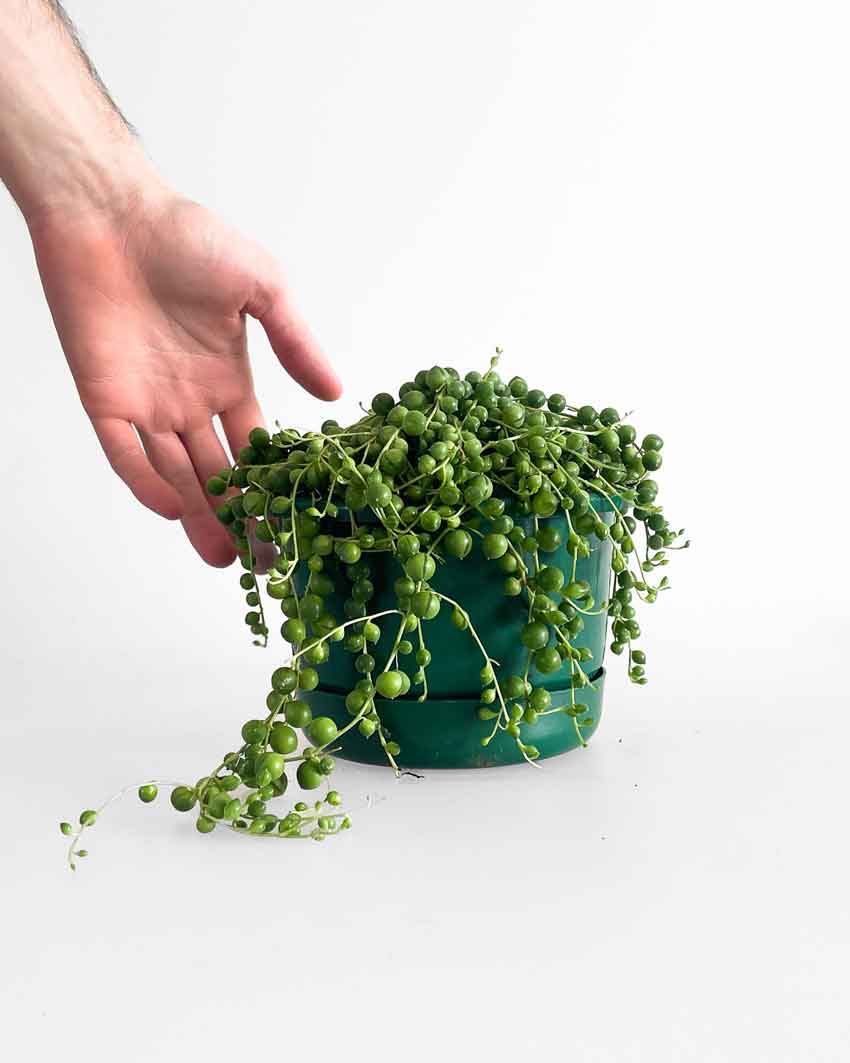 string of pearls plant