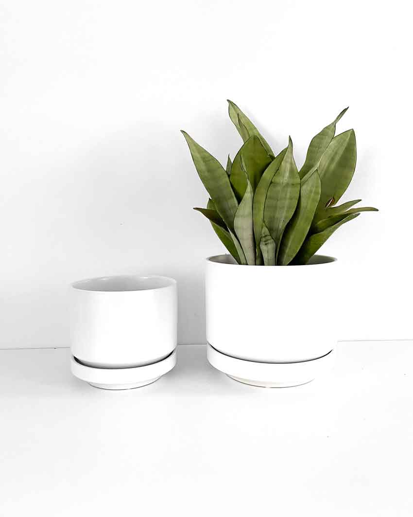 White Indoor Plant Pot