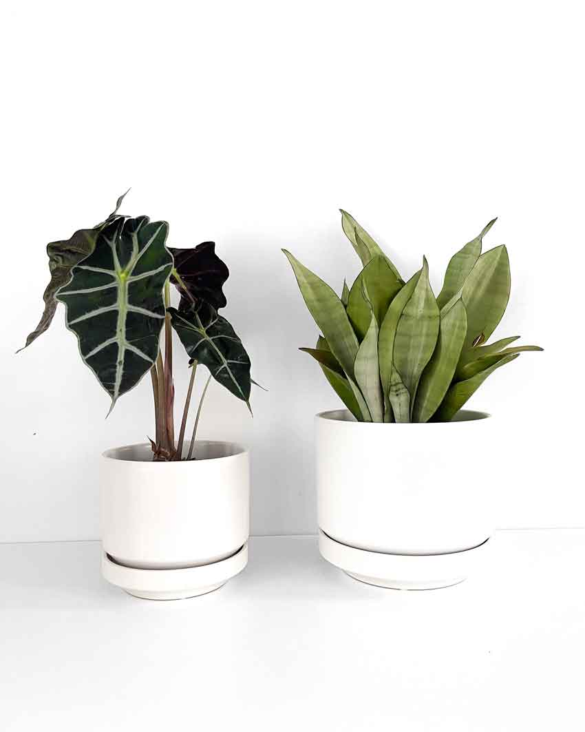 White Indoor Plant Pot