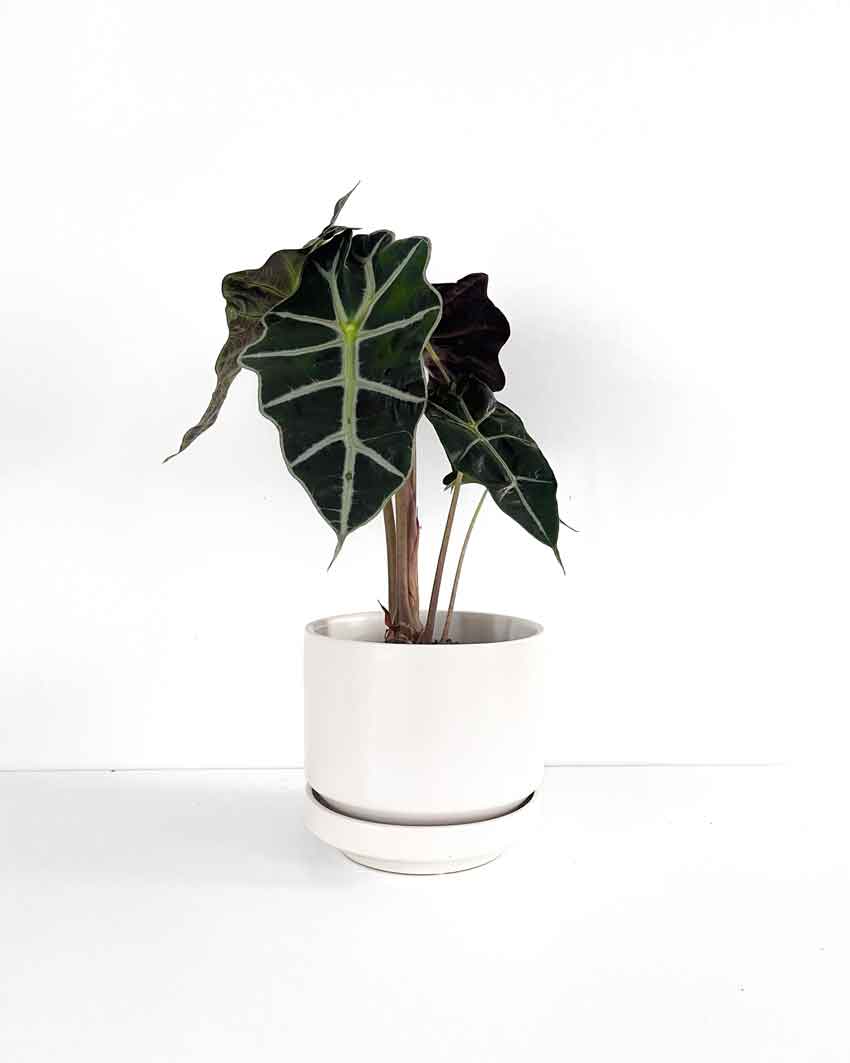 White Indoor Plant Pot