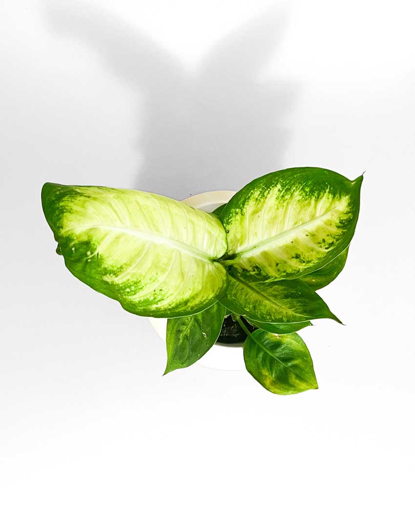 buy Dieffenbachia plant NZ