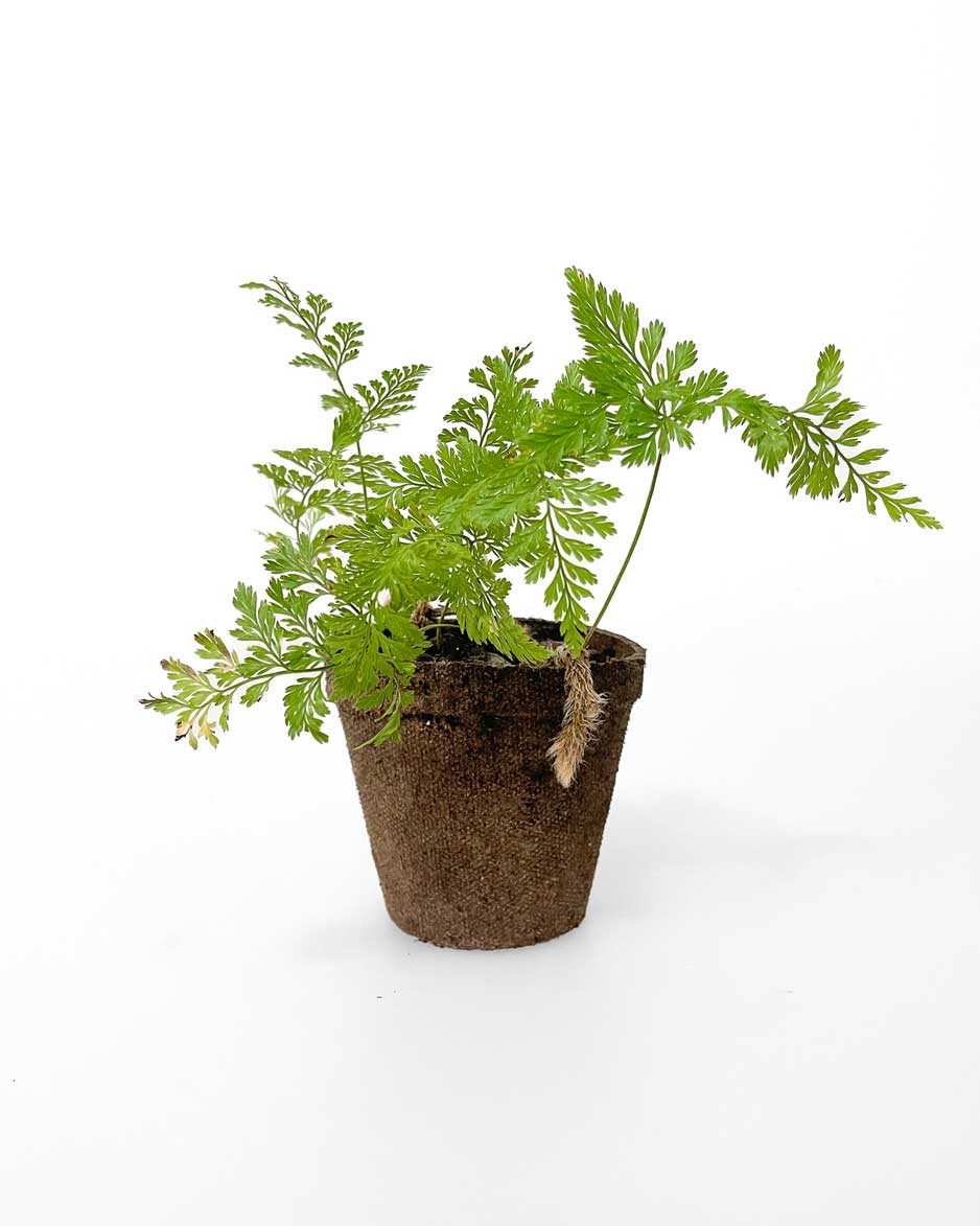 Rabbit Foot Fern - indoor plants