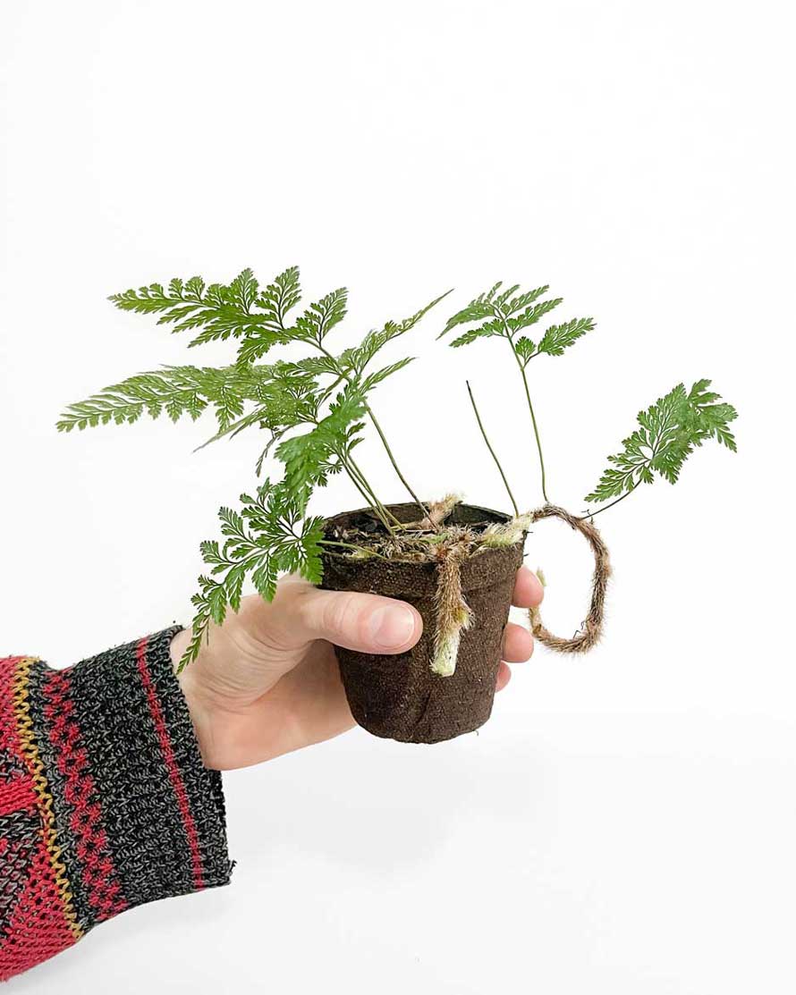 Rabbit Foot Fern plant