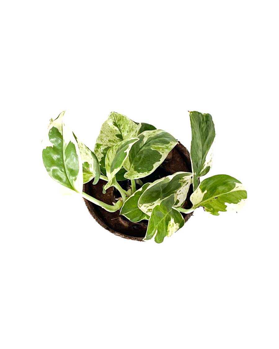 Glacier Pothos