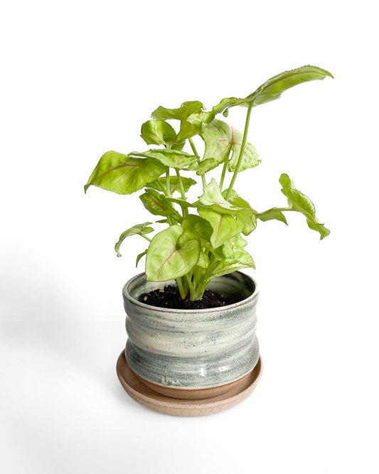 Green Ceramic Plant Pots