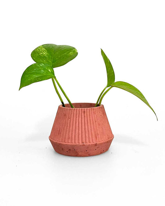 Red Plant Pot