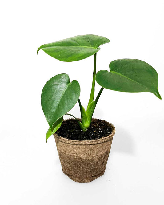 Monstera plant - Indoor plants NZ