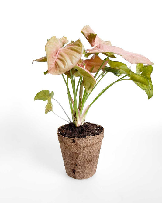 Syngonium Pink - Indoor Plants
