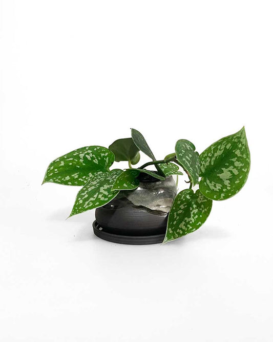 Black Ceramic Plant Pot