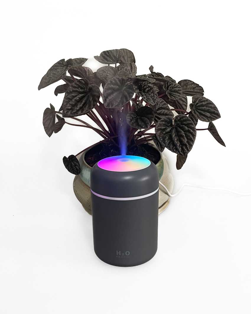 black plant humidifier