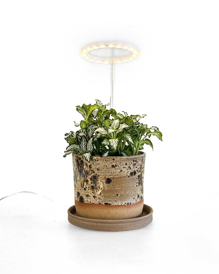 LED Grow Lights NZ Plant Grow Lights