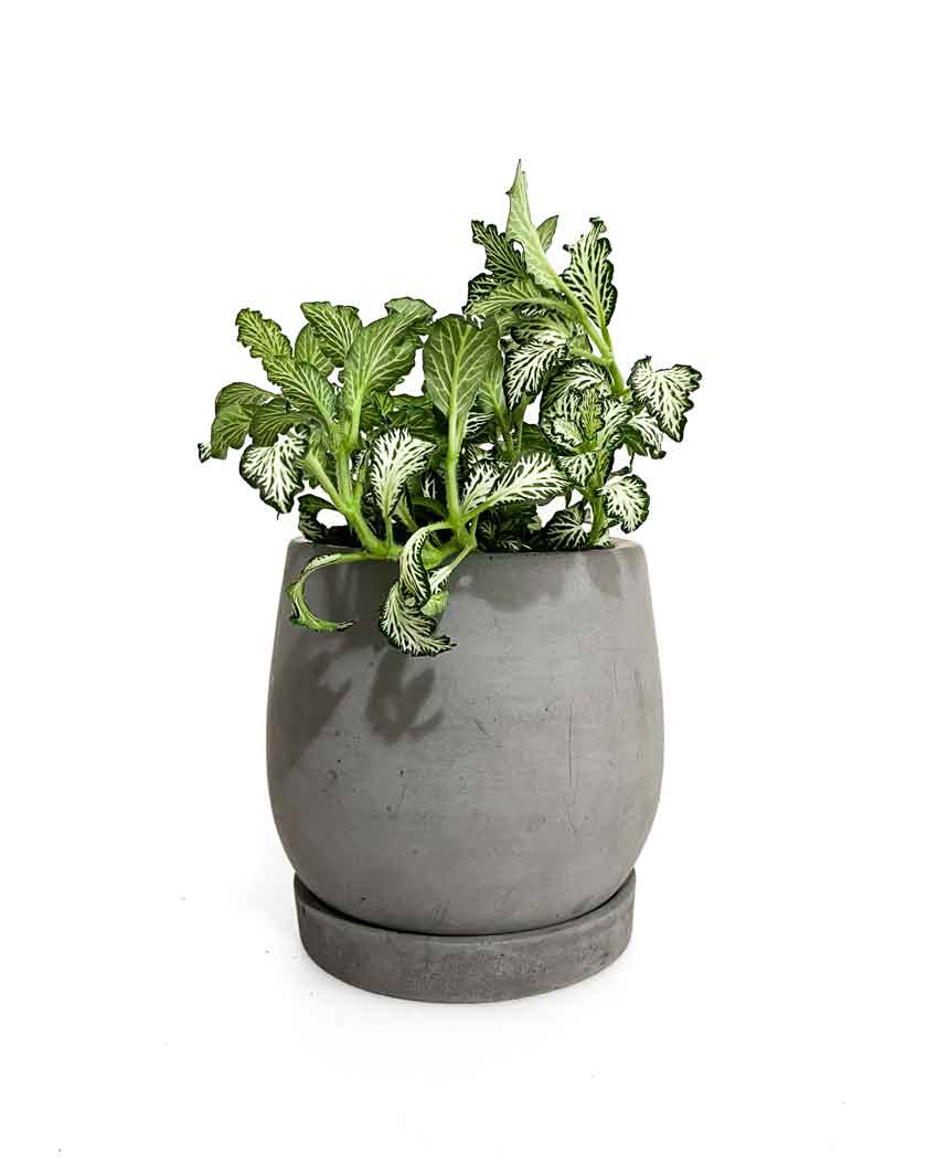 Green Nerve Plant - Indoor plants