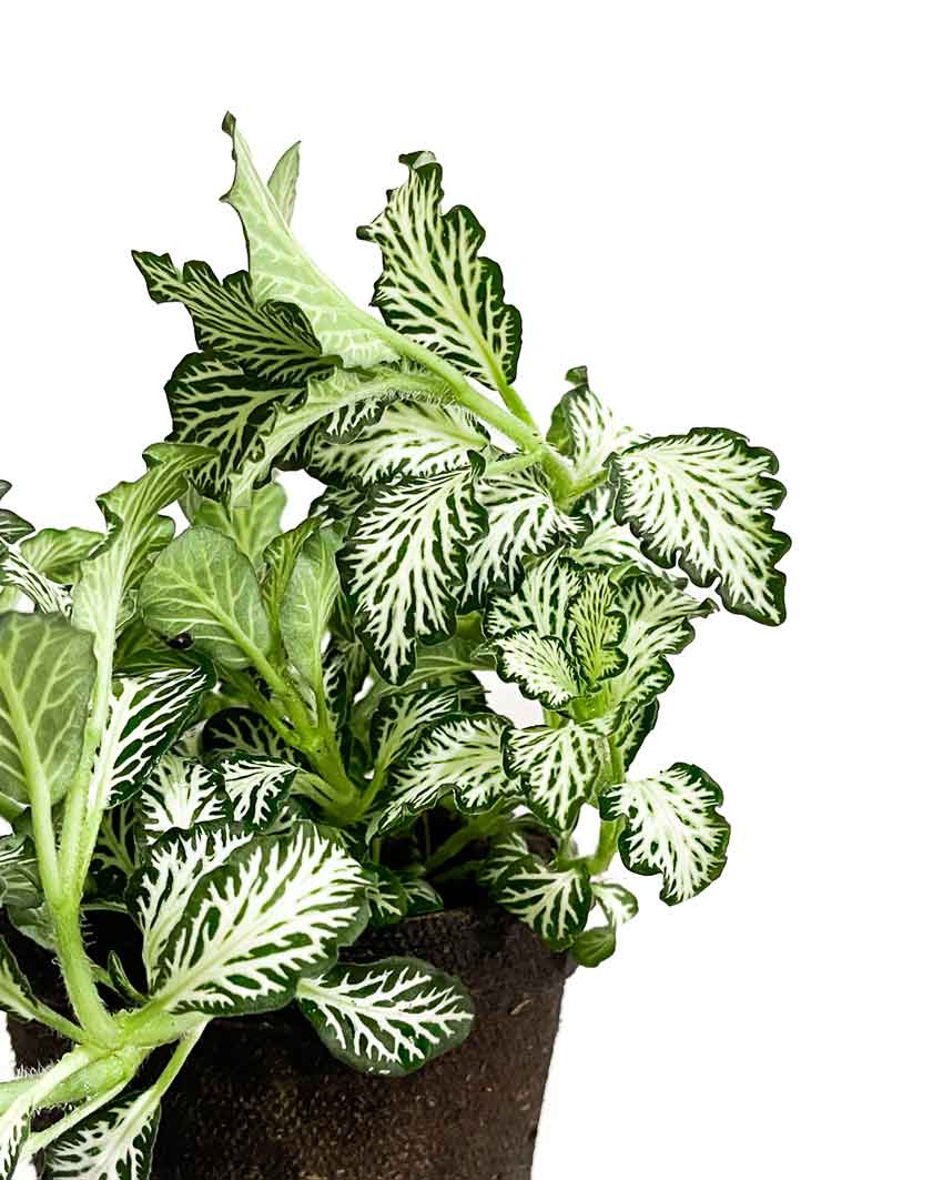 Nerve Plant (Fittonia)