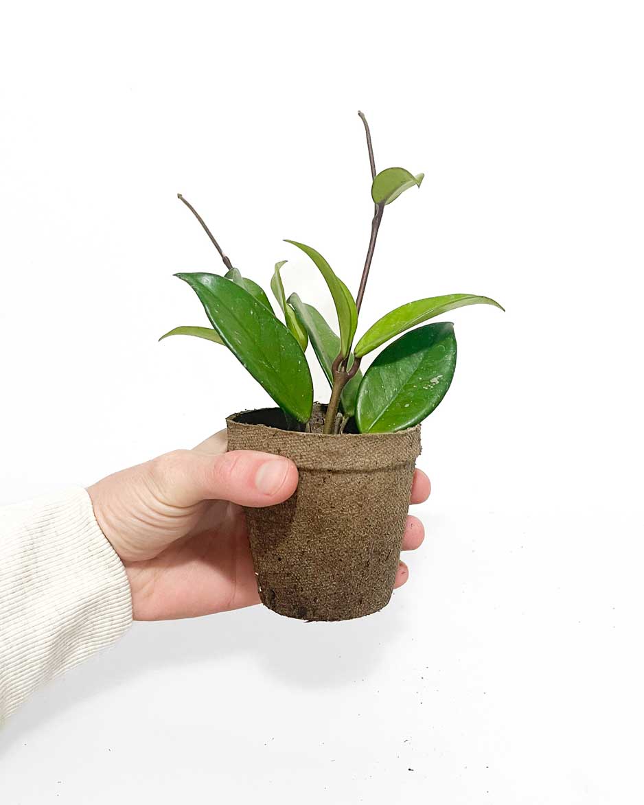 Hoya Carnosa - Indoor Plants