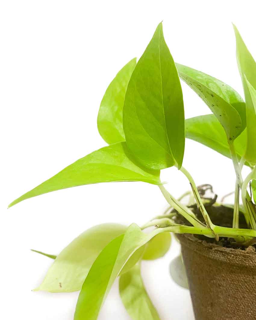 Neon Pothos - Indoor Plants NZ