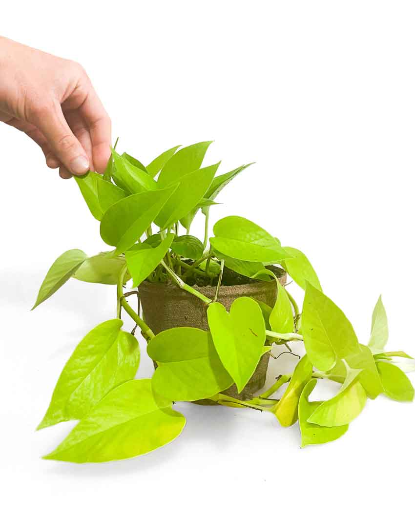 Neon Pothos NZ