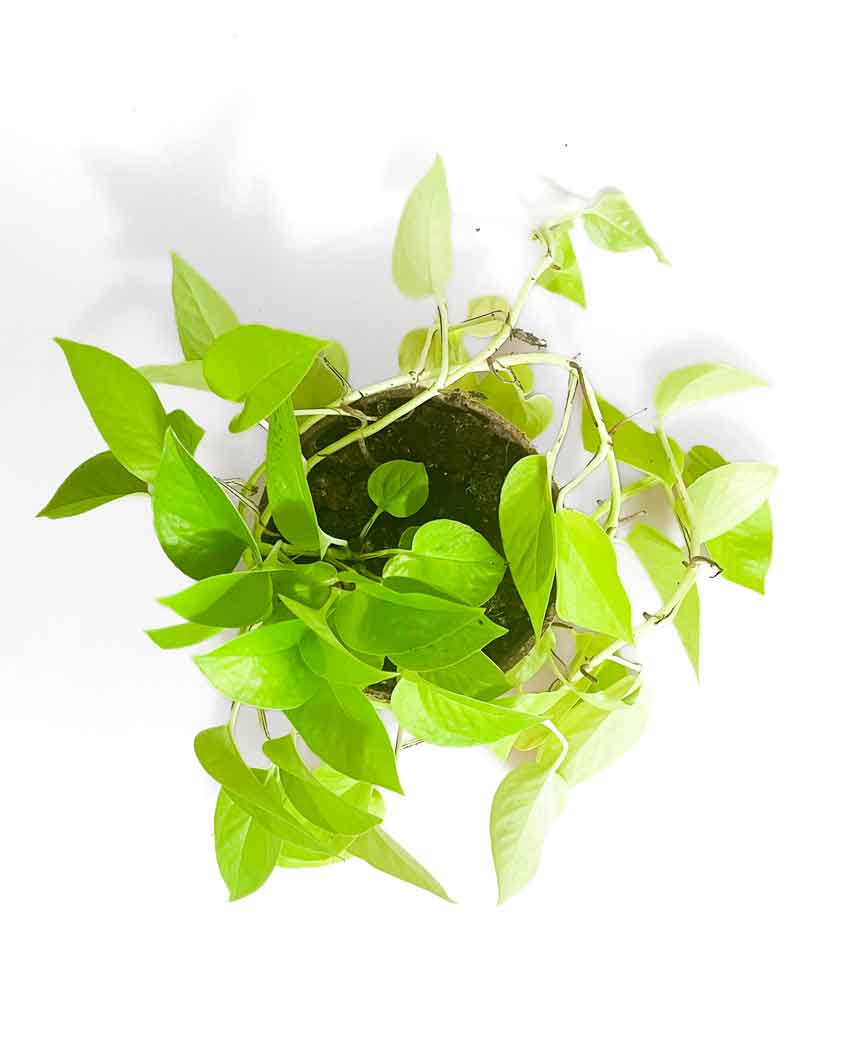 Neon Pothos Plant NZ