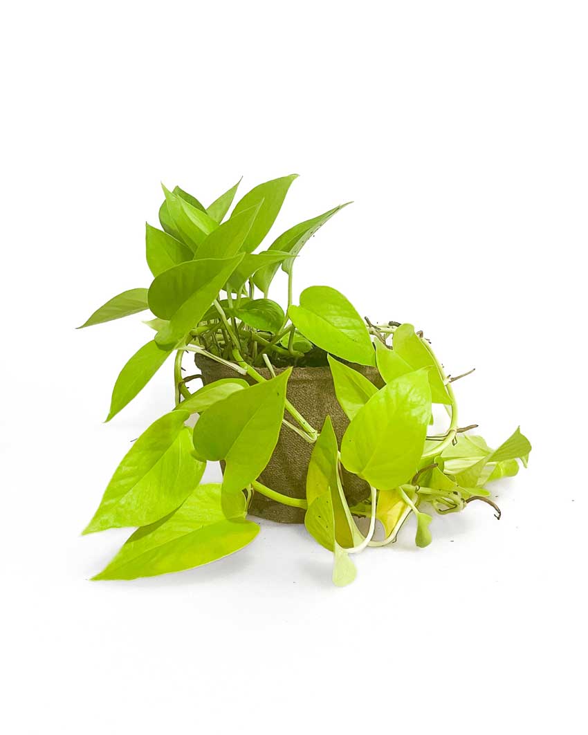 Neon Pothos - Houseplants NZ