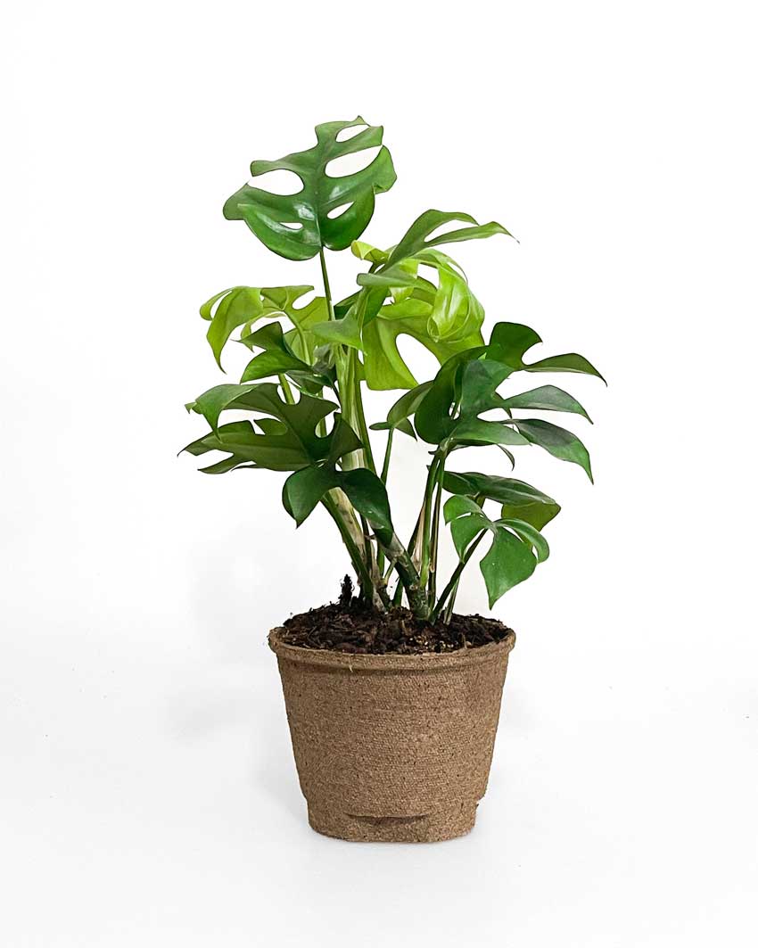 philodendron minima - indoor plants nz