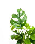 philodendron minima indoor plant nz
